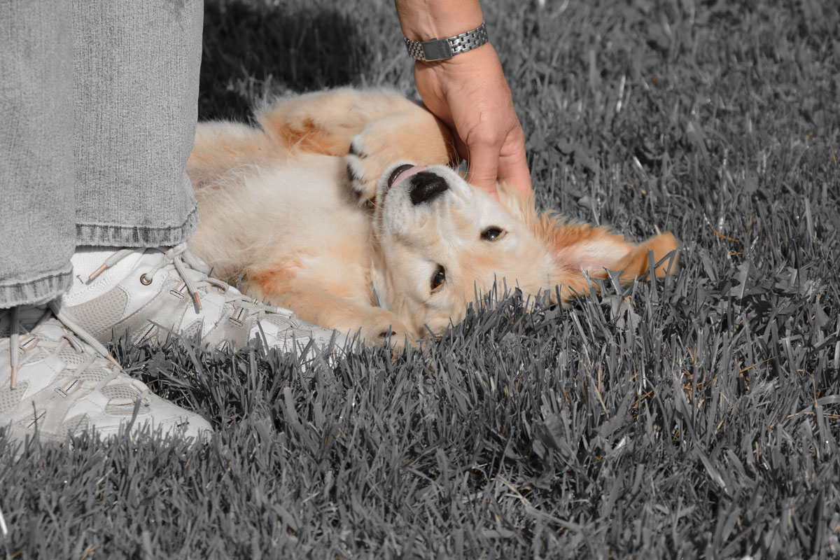 blog